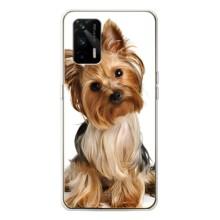 Чохол (ТПУ) Милі песики для Realme GT 5G – Пес Терьєр