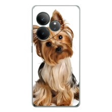 Чехол (ТПУ) Милые собачки для Realme GT 7 (Собака Терьер)