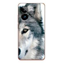 Чехлы с картинками животных Realme GT 7Pro (Волк)