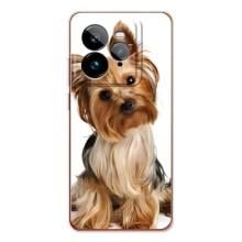 Чехол (ТПУ) Милые собачки для Realme GT 7Pro – Собака Терьер
