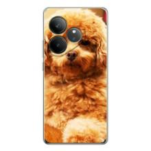 Чохли з собаками для Realme GT Neo 6 (VPrint) (Цуценя Бішон)