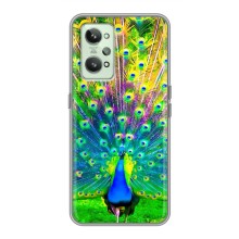Чехол с птицами на Realme GT2 (VPrint) (Яркий Павлин)