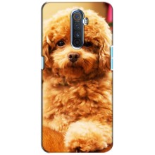 Чехлы с собаками для Realme X2 Pro (VPrint) (Щенок Бишон)