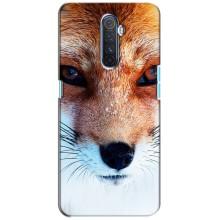 Чохол з Лисичкою для Realme X2 Pro – Руда Лисичка