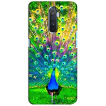 Чехол с птицами на Realme X2 Pro (VPrint) (Яркий Павлин)