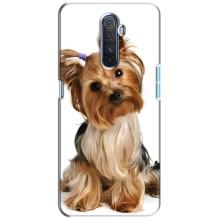 Чохол (ТПУ) Милі песики для Realme X2 Pro – Пес Терьєр