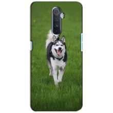 Чехол с Хаски для Realme X2 Pro - (AlphaPrint) (Радостный Хаски)
