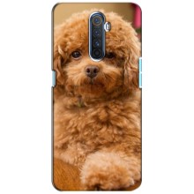 Чехлы с собаками для Realme X2 Pro (VPrint) (Щенок Бишон)