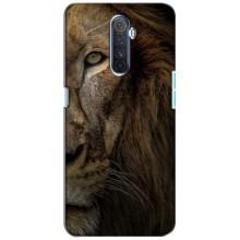 Чехол с картинкой на Realme X2 Pro (Красивый Лев)