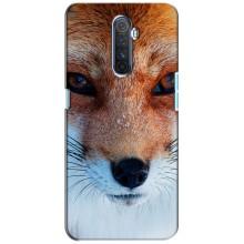 Чохол з Лисичкою для Realme X2 Pro (Руда Лисичка)