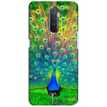 Чехол с птицами на Realme X2 Pro (VPrint) (Яркий Павлин)