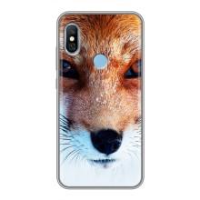 Чехол с Лисичкой для Xiaomi Redmi 6 pro – Рыжая Лисичка