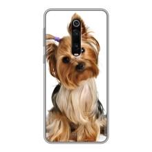 Чохол (ТПУ) Милі песики для Xiaomi Redmi K20 – Пес Терьєр