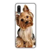 Чехол (ТПУ) Милые собачки для Samsung Galaxy A02 (Собака Терьер)