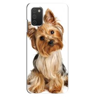 Чехол (ТПУ) Милые собачки для Samsung Galaxy A03s (Собака Терьер)