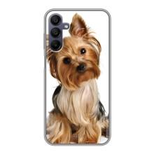 Чехол (ТПУ) Милые собачки для Samsung Galaxy A15 (A155) (Собака Терьер)