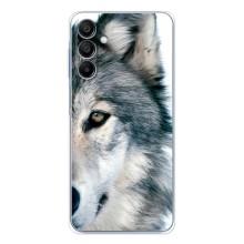 Чехлы с картинками животных Samsung Galaxy A16 (Волк)