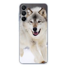 Чехол с Волком на Samsung Galaxy A16 – Волк на снегу