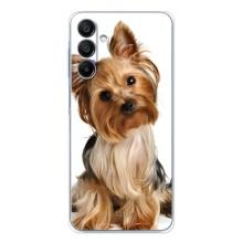 Чехол (ТПУ) Милые собачки для Samsung Galaxy A16 – Собака Терьер
