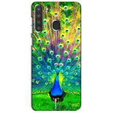 Чохол з пташками на Samsung Galaxy A21 (A215) (VPrint) (Яскравий Павлин)