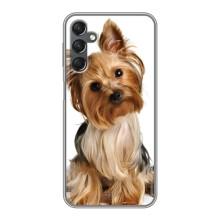 Чехол (ТПУ) Милые собачки для Samsung Galaxy A25 (A256) – Собака Терьер