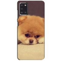 Чехол (ТПУ) Милые собачки для Samsung Galaxy A31 (A315) (Померанский шпиц)