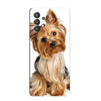 Чехол (ТПУ) Милые собачки для Samsung Galaxy A32 (5G) – Собака Терьер