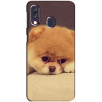 Чехол (ТПУ) Милые собачки для Samsung Galaxy A40 2019 (A405F) – Померанский шпиц