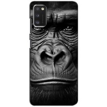 Чехлы с Горилой на Самсунг А41 – Черная обезьяна