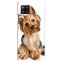 Чехол (ТПУ) Милые собачки для Samsung Galaxy A42 (Собака Терьер)