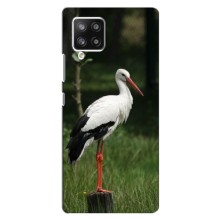 Силіконовий бампер з птичкою на Samsung Galaxy A42 – Лелека