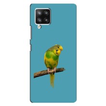 Силіконовий бампер з птичкою на Samsung Galaxy A42 – Попугайчик