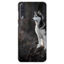 Чохол з Хаскі Samsung Galaxy A50 2019 (A505F) - (AlphaPrint) (Вірний собака)