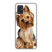 Чохол (ТПУ) Милі песики для Samsung Galaxy A51 5G (A516) (Пес Терьєр)