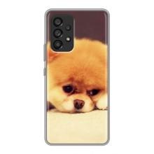 Чехол (ТПУ) Милые собачки для Samsung Galaxy A53 (5G) (Померанский шпиц)