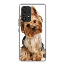 Чехол (ТПУ) Милые собачки для Samsung Galaxy A53 (5G) (Собака Терьер)