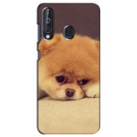 Чехол (ТПУ) Милые собачки для Samsung Galaxy A60 2019 (A605F) – Померанский шпиц