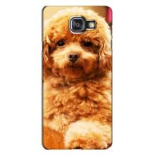 Чехлы с собаками для Samsung Galaxy A7 2016 / A7100 / A710F (VPrint) (Щенок Бишон)