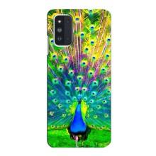 Чехол с птицами на Samsung Galaxy F52 5G (E526) (VPrint) (Яркий Павлин)
