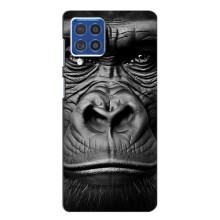 Чохли з Горилою на Самсунг Ф62 – Чорна мавпа