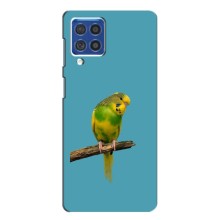 Силиконовый чехол с птичкой на Samsung Galaxy F62 – Попугайчик