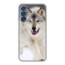 Чехол с Волком на Samsung Galaxy M15 (M156) – Волк на снегу