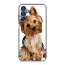 Чохол (ТПУ) Милі песики для Samsung Galaxy M15 (M156) (Пес Терьєр)