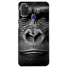 Чехлы с Горилой на Самсунг М21с – Черная обезьяна