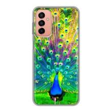 Чехол с птицами на Samsung Galaxy M23 (5G) (VPrint) (Яркий Павлин)