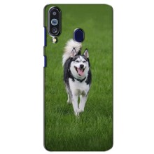 Чехол с Хаски для Samsung Galaxy M40 - (AlphaPrint) (Радостный Хаски)