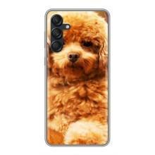 Чехлы с собаками для Samsung Galaxy M55 5G (VPrint) (Щенок Бишон)