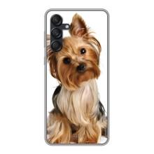 Чохол (ТПУ) Милі песики для Samsung Galaxy M55 5G – Пес Терьєр