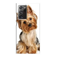 Чехол (ТПУ) Милые собачки для Samsung Galaxy Note 20 Ultra (Собака Терьер)