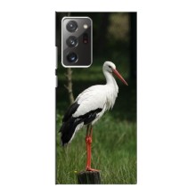 Силіконовий бампер з птичкою на Samsung Galaxy Note 20 Ultra – Лелека